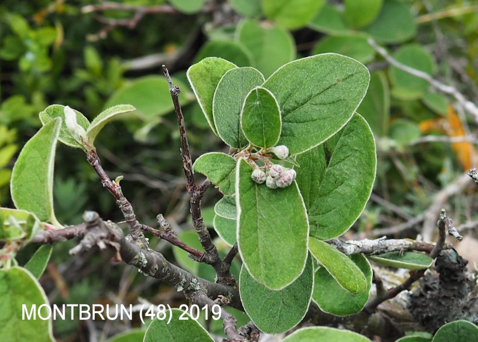 Cotoneaster, [Wooly]